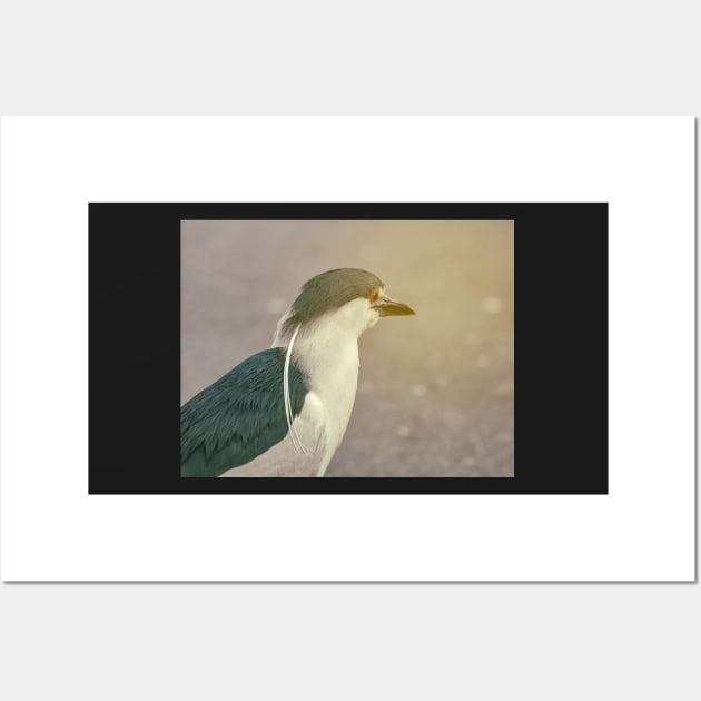 Black-Crowned Heron Wall Art by jvnimages